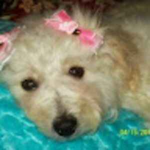 Meet your Posher, Robin